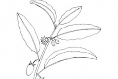 Sketch-of-Spanish-Cherry