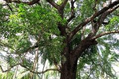 Spanish_cherry-tree