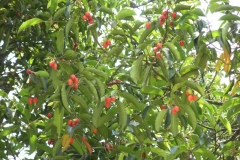 Tree-with-ripe-Spanish-Cherry-fruit