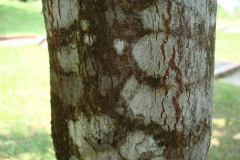 Trunk-of-Spanish-Cherry