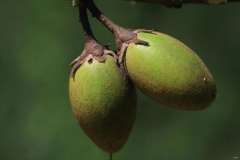 Unripe-fruit-of-Spanish-Cherry