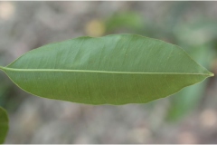 Ventral-view-of-Leaf-of-Spanish-Cherry