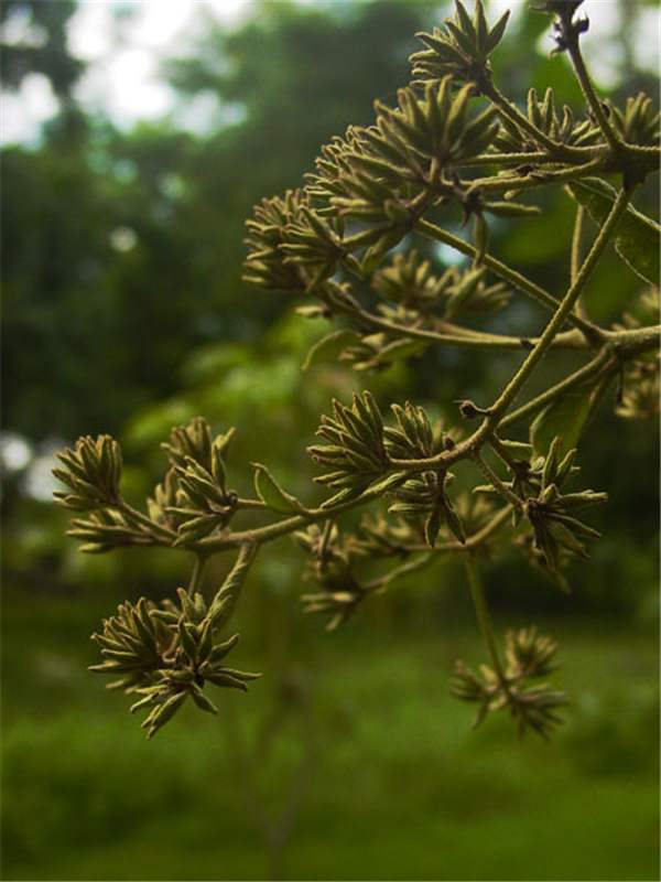 Flowering-buds-of-Spanish-elm