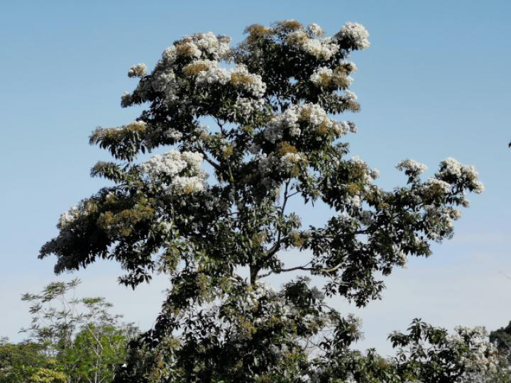 Spanish-elm-tree