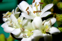 Closer-view-of-flowers-of-Spanish-elm