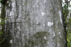 Bark-of-Spanish-elm
