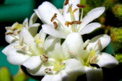 Closer-view-of-flowers-of-Spanish-elm