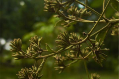 Flowering-buds-of-Spanish-elm