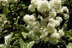 Flowers-of-Spanish-elm