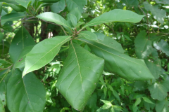 Leaves-of-Spanish-elm