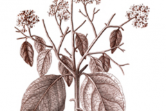 Plant-Illustration-of-Spanish-Elm