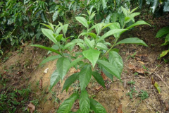 Spanish-elm-saplings