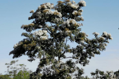 Spanish-elm-tree