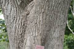 Trunk-of-Spanish-elm