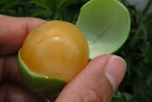 Half-Cut-Spanish-Lime