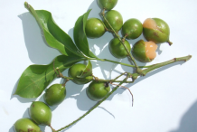 Ripe-Spanish-lime