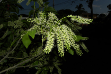 Spanish-Lime-Flower