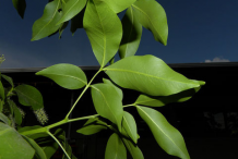 Spanish-Lime-Leaf