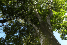 Spanish-Lime-Tree