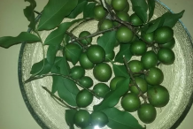 Spanish-Lime-on-the-plate