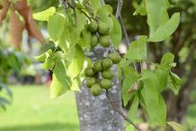 Spanish-Lime-on-the-tree