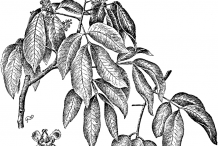 Spanish-Lime-plant-Illustration