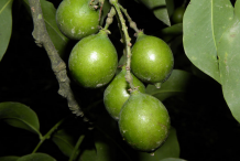Spanish-Lime