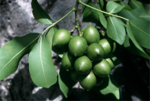 Unripe-Spanish-Lime