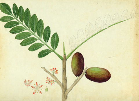 Plant-Illustration-of-Spanish-Plum