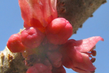 Closer-view-of-flower