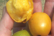 Flesh-of-Spanish-Plum
