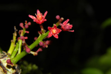 Flowers-of-Spanish Plum