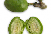 Half-cut-Spanish-Plum