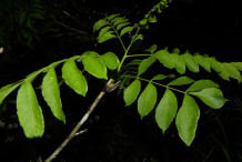 Leaves-of-Spanish-Plum