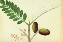 Plant-Illustration-of-Spanish-Plum