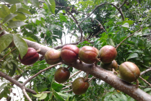 Spanish-Plum-on-the-plant
