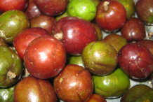 Spanish-Plum