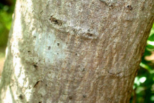 Trunk-of-Spanish-Plum