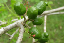 Unripe-Spanish-Plum-on-the-plant