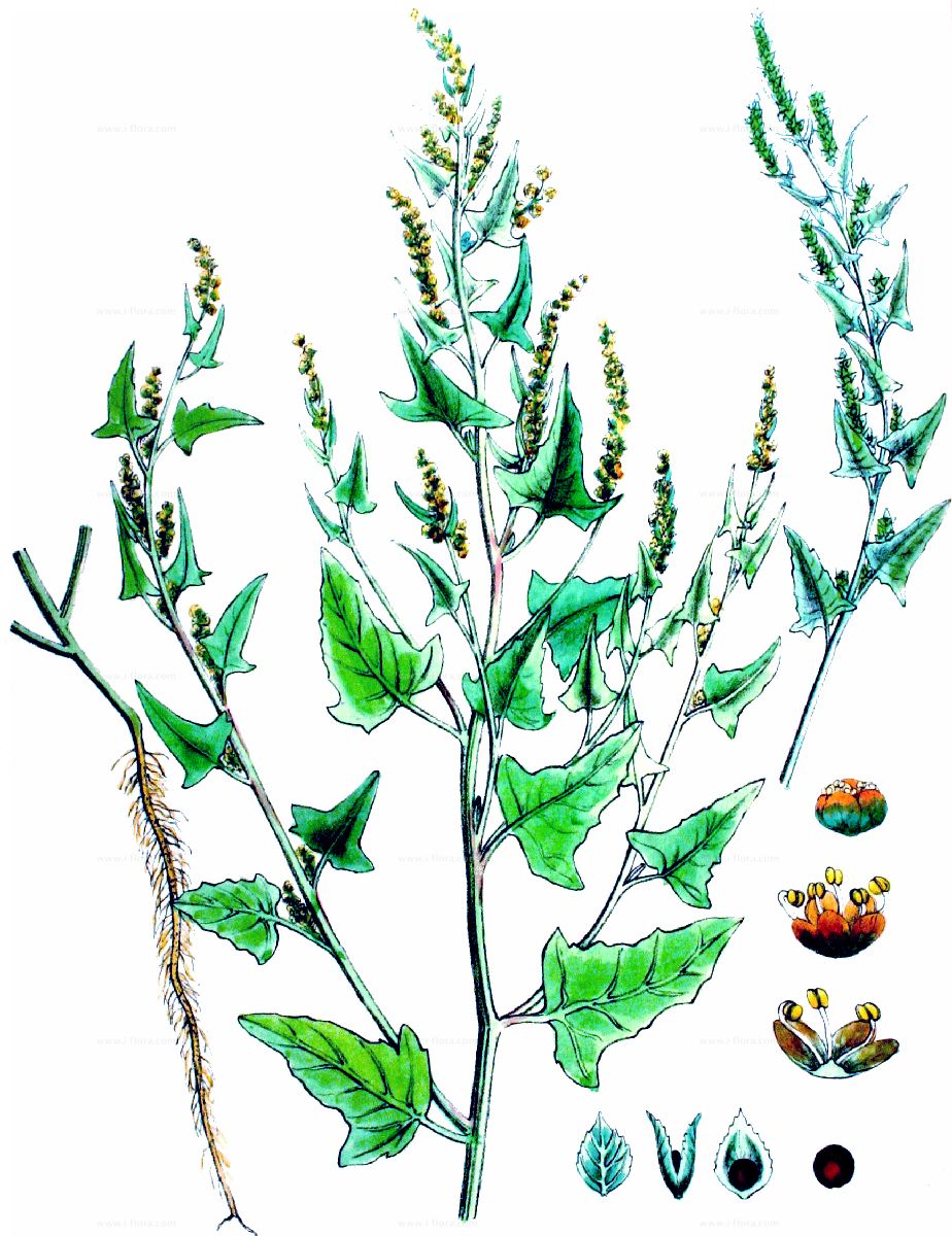 Plant-Illustration-of-Spear-Saltbush