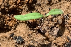 Saplings-of-Spear-Saltbush