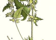 Sketch-of-Spear-Saltbush