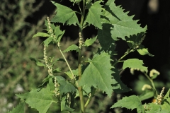 Spear-Saltbush-Plant