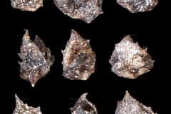 Spear-Saltbush-seeds