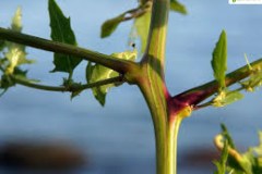 Stem-of-Spear-Saltbush