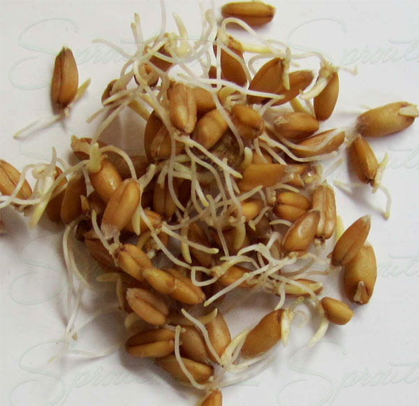 Spelt-sprouts