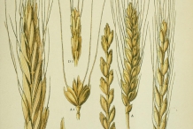 Plant-illustration-of-Spelt