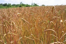 Spelt-field