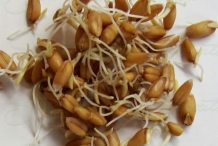 Spelt-sprouts