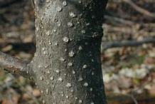 Bark-of-Spicebush